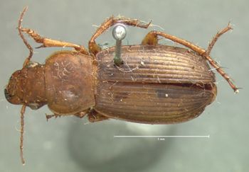 Media type: image;   Entomology 5884 Aspect: habitus dorsal view